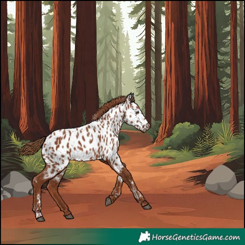 Horse Color:Chestnut Near Leopard 