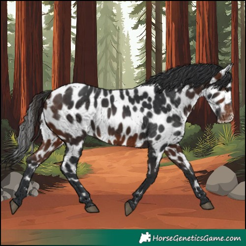 Horse Color:Brown Appaloosa 