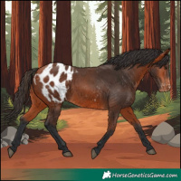 Horse Color:Bay Appaloosa 