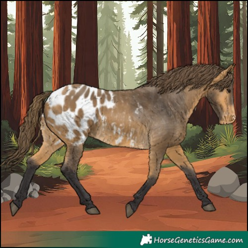 Horse Color:Buckskin Blanket 
