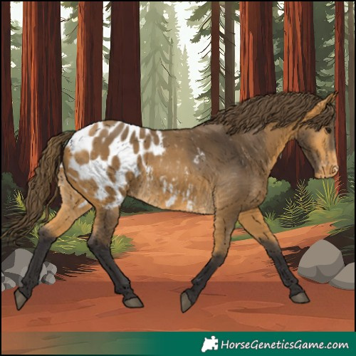 Horse Color:Buckskin Appaloosa 