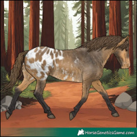 Horse Color:Buckskin Appaloosa