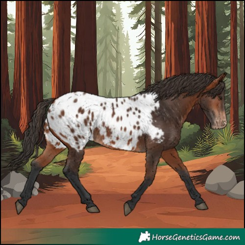 Horse Color:Bay Appaloosa