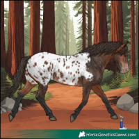 Horse Color:Bay Appaloosa 