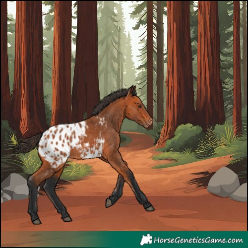 Horse Color:Bay Blanket 