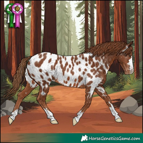 Horse Color:Chestnut Near Leopard 