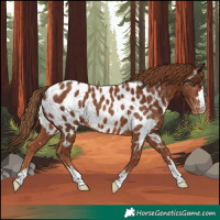 Horse Color:Chestnut Appaloosa