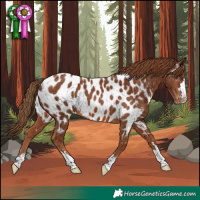 Horse Color:Chestnut Appaloosa 