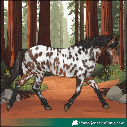 Horse Color:Bay Appaloosa