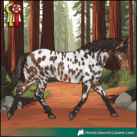 Horse Color:Bay Appaloosa