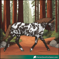 Horse Color:Liver Chestnut Appaloosa 