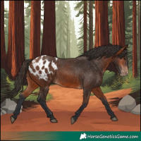 Horse Color:Bay Appaloosa 