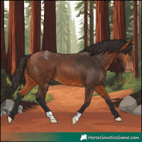 Horse Color:Bay Appaloosa