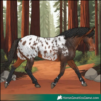 Horse Color:Bay Appaloosa