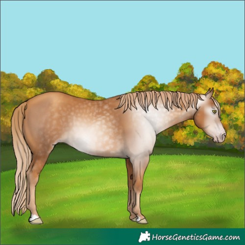 Horse Color:Gray Gold Champagne