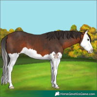 Horse Color:Bay Splash 