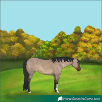 Horse Color:Brown Dun 