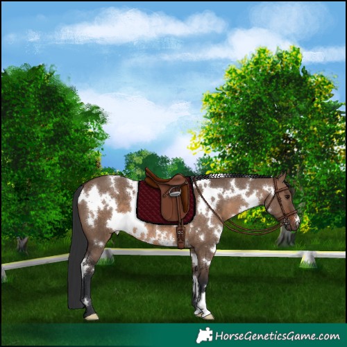 Horse Color:White Spotted Brown Dun