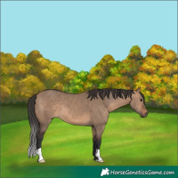 Horse Color:Brown Dun
