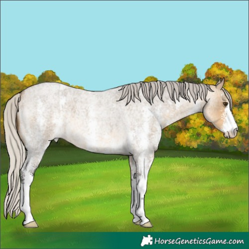 Horse Color:Silver Buckskin Roan Dun Sabino