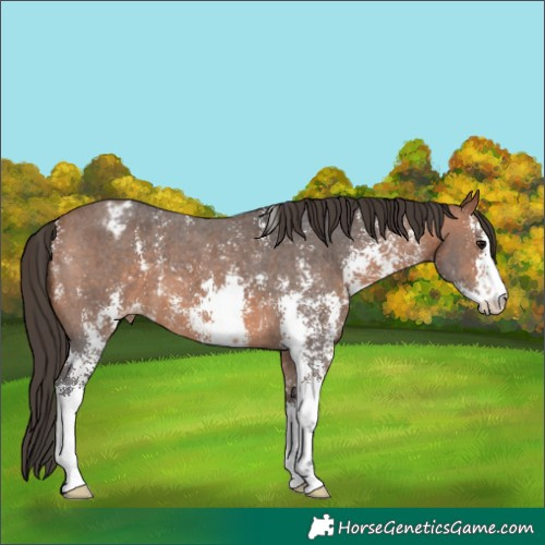 Horse Color:Bay Sabino Appaloosa