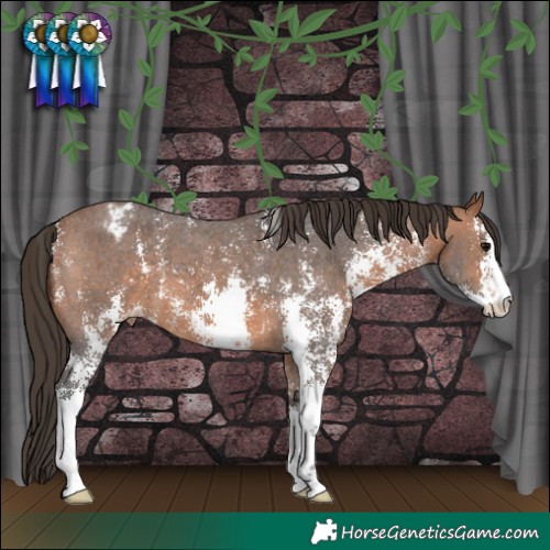Horse Color:Bay Sabino Blanket 
