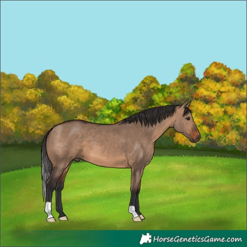 Horse Color:Brown Dun