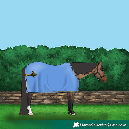 Horse Color:Brown Dun 