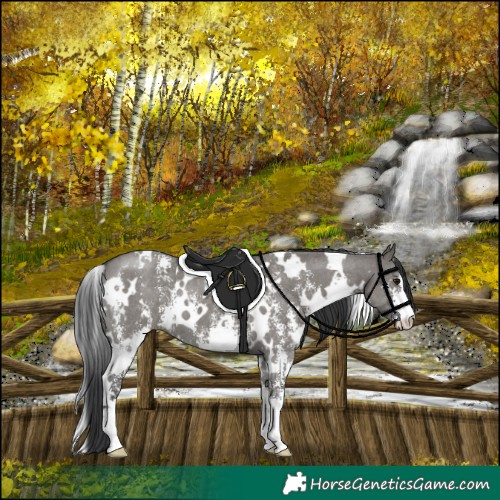 Horse Color:White Spotted Grullo Sabino 