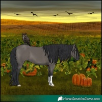 Horse Color:Grullo 