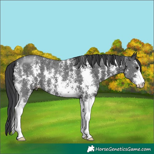 Horse Color:Black Sabino 