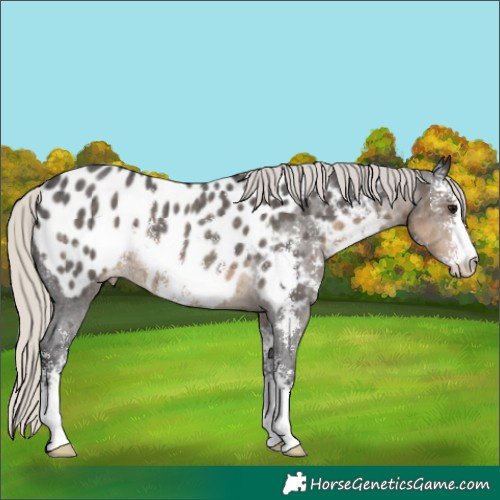Horse Color:Silver Smoky Black Sabino Near Leopard Rabicano