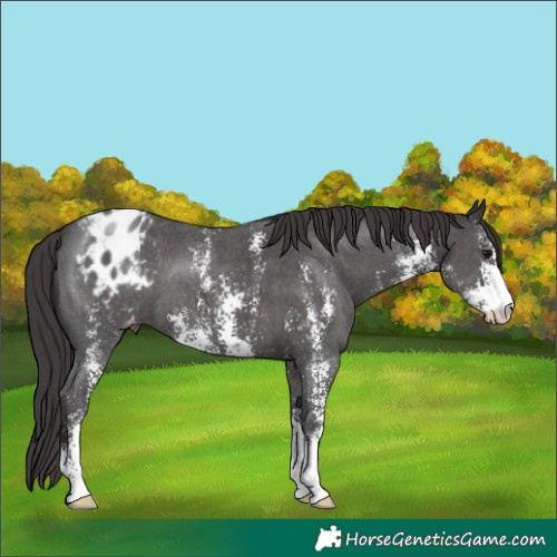 Horse Color:Smoky Black Sabino Varnish