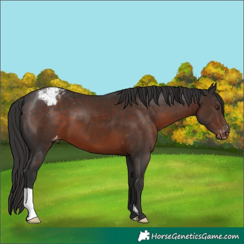 Horse Color:Liver Chestnut Snowcap