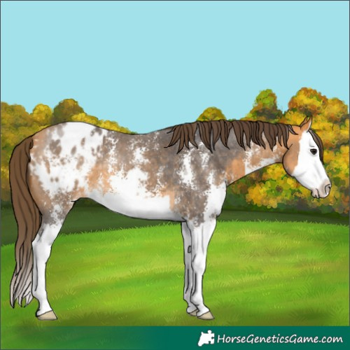 Horse Color:Buckskin Sabino Splash Appaloosa 