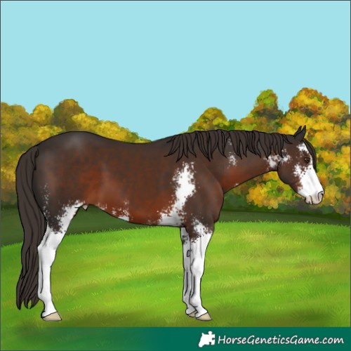 Horse Color:Liver Chestnut Sabino