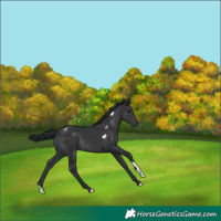 Horse Color:Black 
