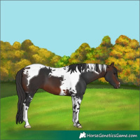 Horse Color:Brown Tobiano
