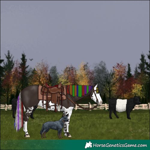 Horse Color:Painted Liver Chestnut Splash 