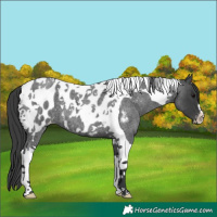 Horse Color:Blue Roan Tobiano Appaloosa 