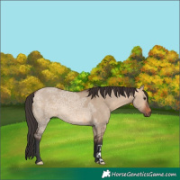 Horse Color:Bay Ice Dun 