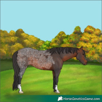 Horse Color:Bay Ice 
