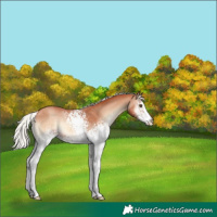 Horse Color:White Spotted Silver Sable Champagne Onyx 
