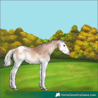 Horse Color:White Spotted Silver Sable Champagne Ice Onyx Splash Blanket