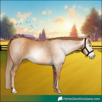 Horse Color:Gray Gold Champagne