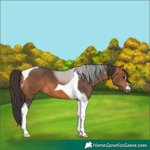 Horse Color:Bay Tobiano 