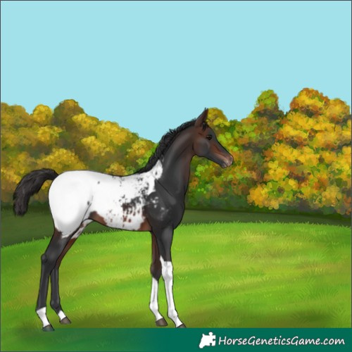 Horse Color:Brown Tobiano Appaloosa 