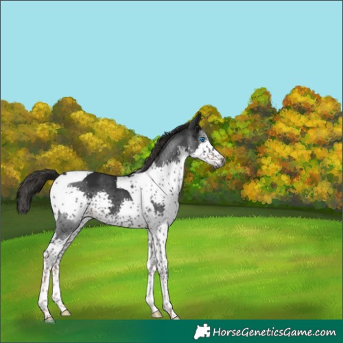 Horse Color:Gray Liver Chestnut Splash Tobiano 