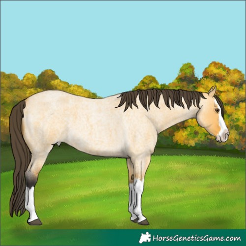 Horse Color:Buckskin Roan Dun Splash 