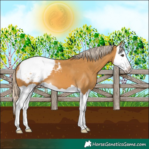 Horse Color:Palomino Splash Appaloosa 